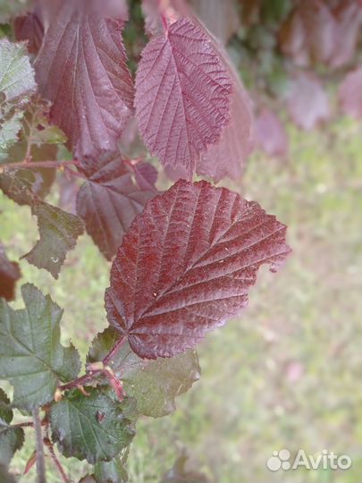 Лещина красная, фундук краснолистный, орешник