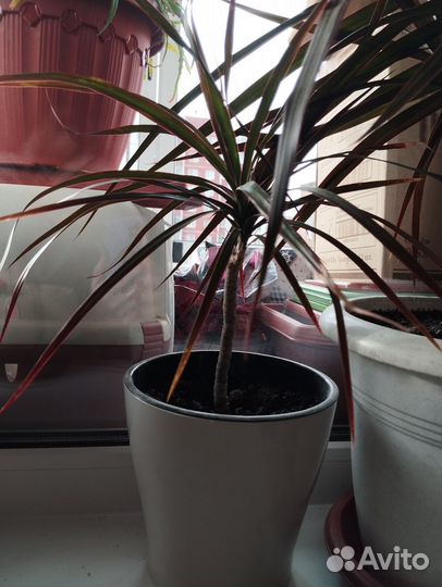 Пальма драцена