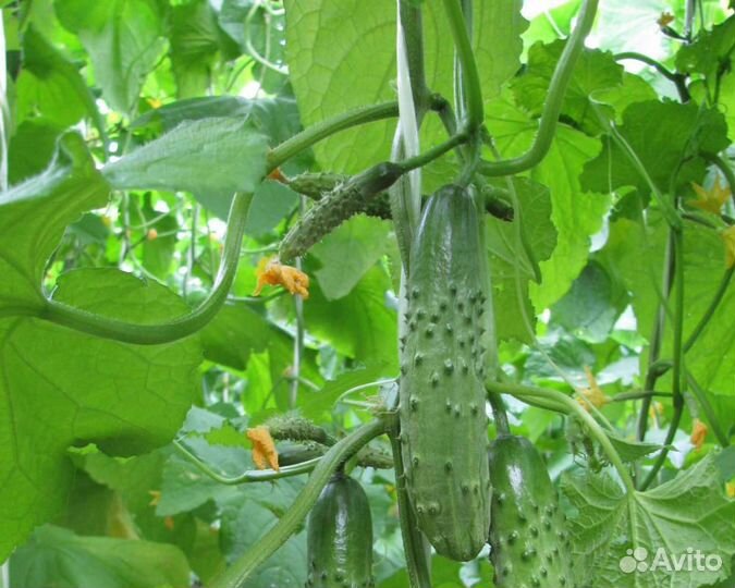 Семена Огурца 