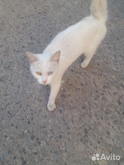 Кошка в дар бесплатно