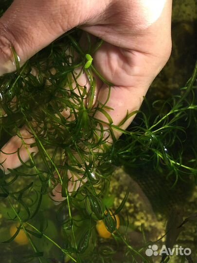 Гуппи, растения, улитки