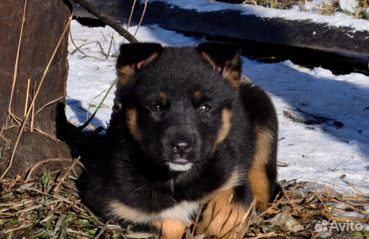 Щенок от крупного папы в добрые руки