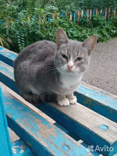 Котенок мальчик