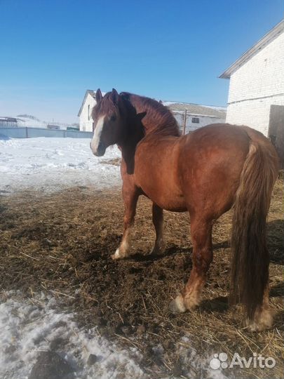 Жеребец - производитель