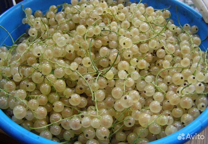 Саженцы черной и белой смородины