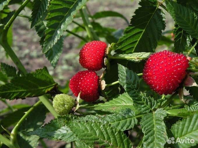 Тибетская малина