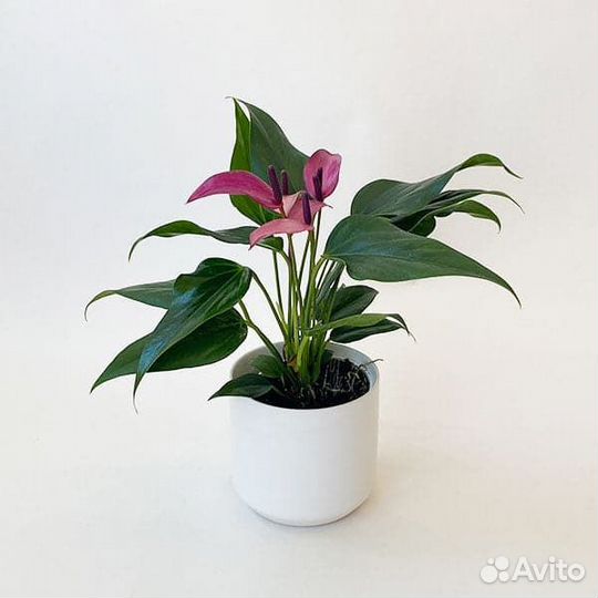 Антуриум Зизу -фиолетовая орхидея среди антуриумов