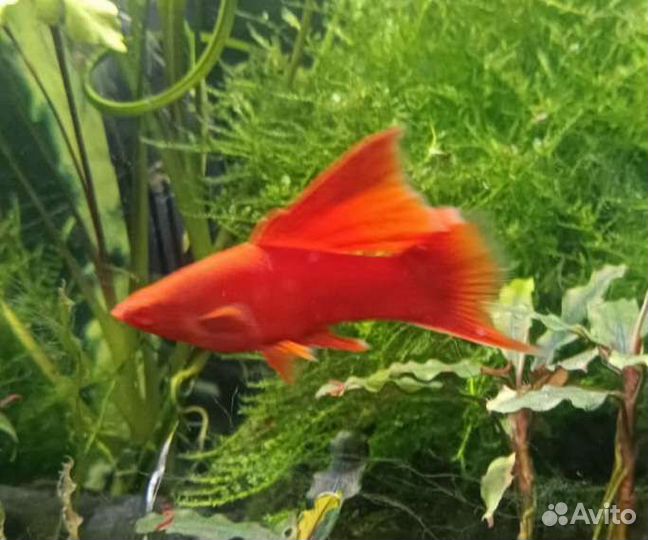 Меченосцы и гуппи