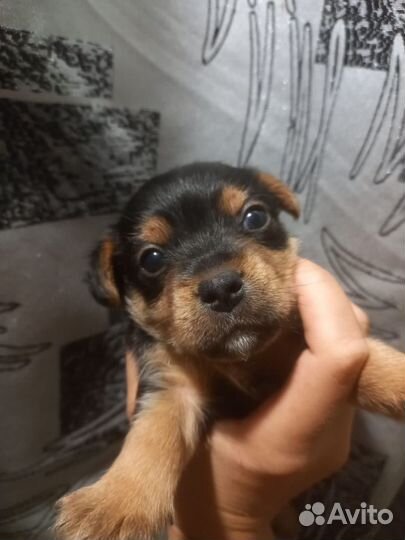 Йоркширский терьер щенки