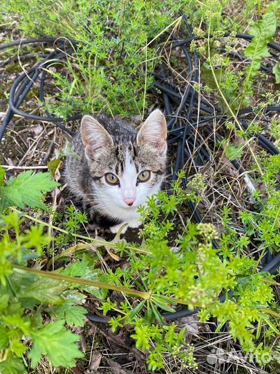 Котёнок в добрые руки, котенка выкинули люди