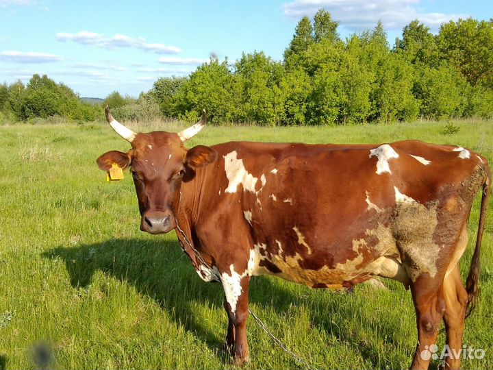 Корова,теленок,тёлка стельная Джерсийки,Айширская