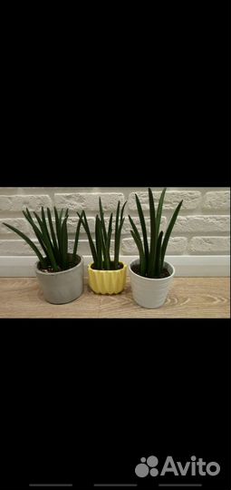 Сансевиерия цилиндрика