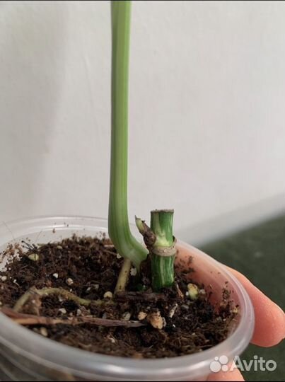 Монстера лехлериана