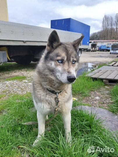 Сибирский хаски