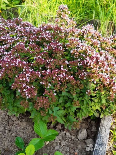 Лаванда, мята, чабрец