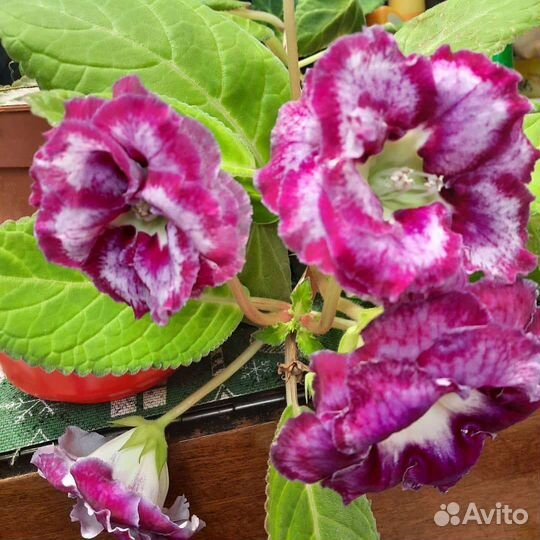 Махровые глоксинии