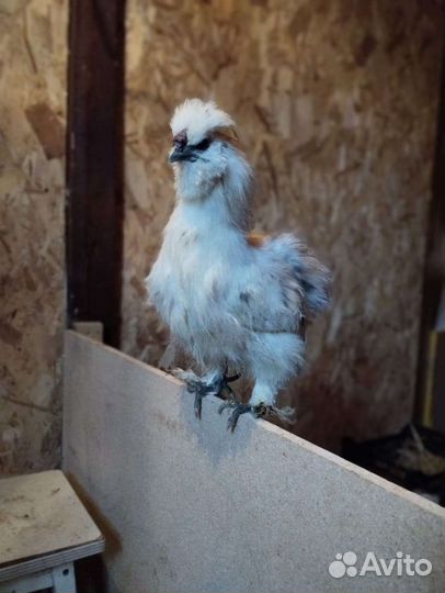 Петушки китайской шелковой