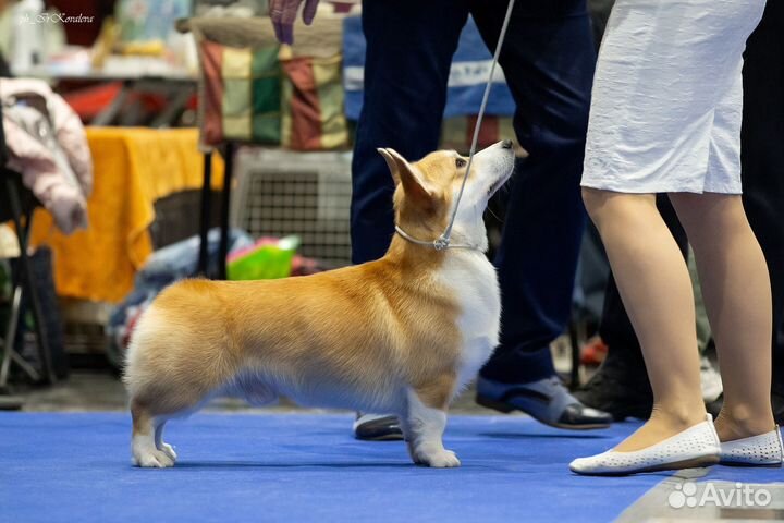 Вельш-корги пемброк вязка