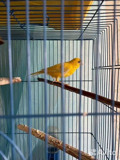 Поющие кеноры