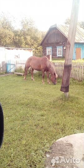 Продажа лошадей