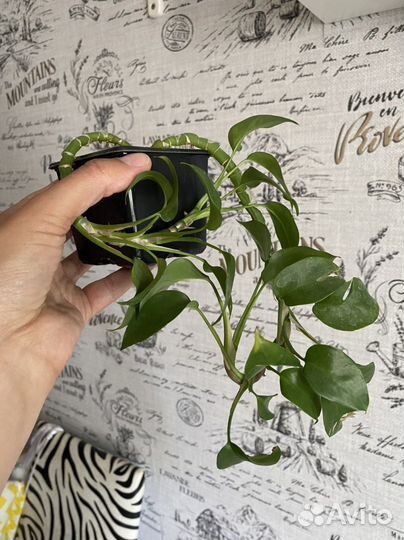 Комнатные растения