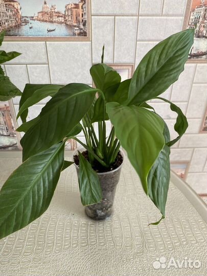 Спатифиллум