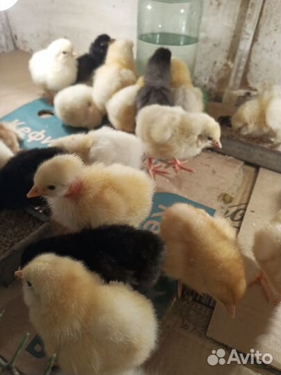 Цыплята суточные