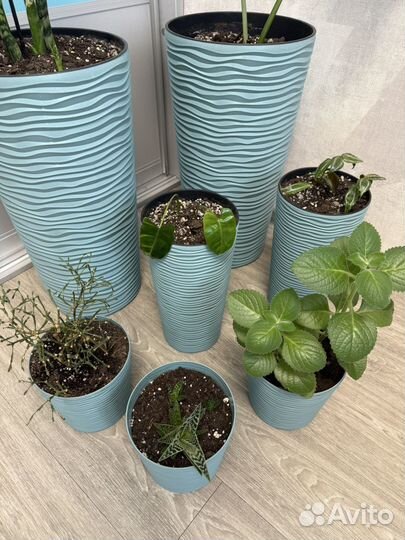 Комнатные цветы