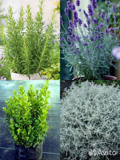 Цветы и кустарники