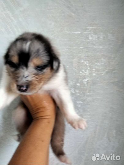 Колли щенки