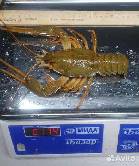 Живые и Вареные раки