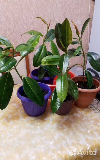 Фикус - цветы комнатные высота 50 см 4 штуки