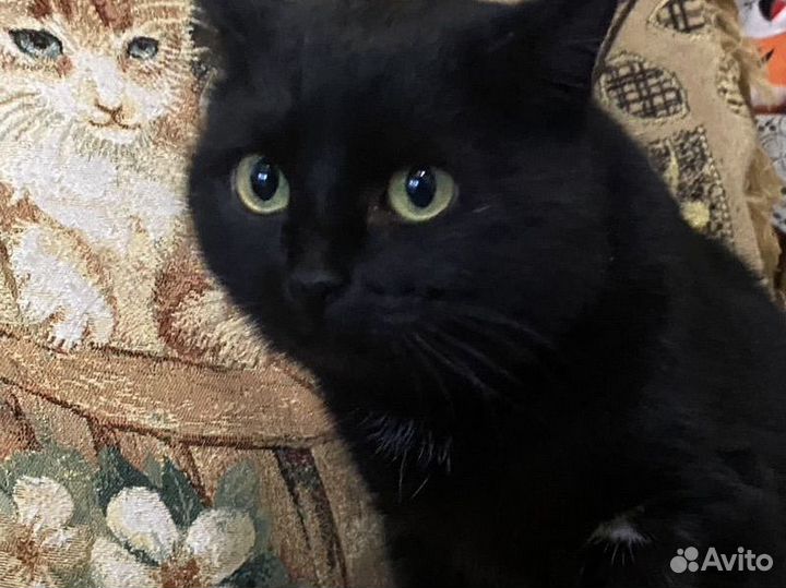 Счастье в дом