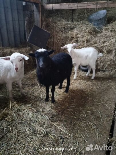 Меняю ягненка на козочку