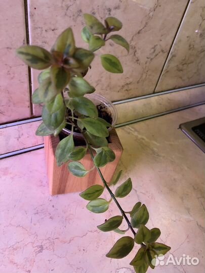 Гипоцирта вариегатная