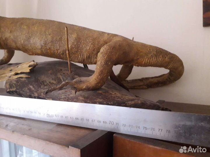 Чучело варана, Индонезия