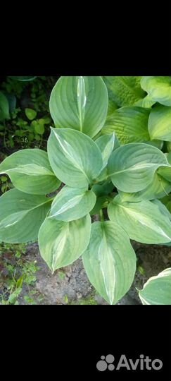 Хоста Киви Фул Монти