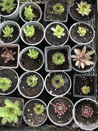 Молодило каменная роза