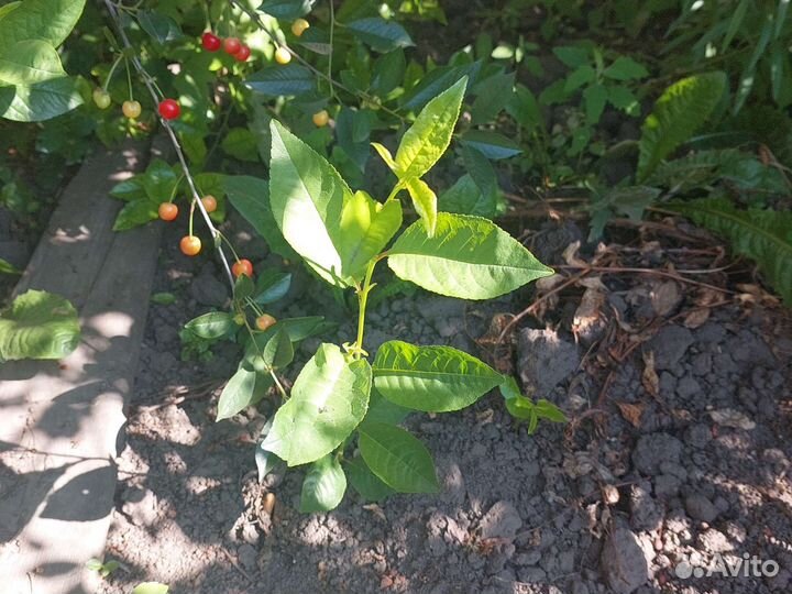 Вишня на ножке