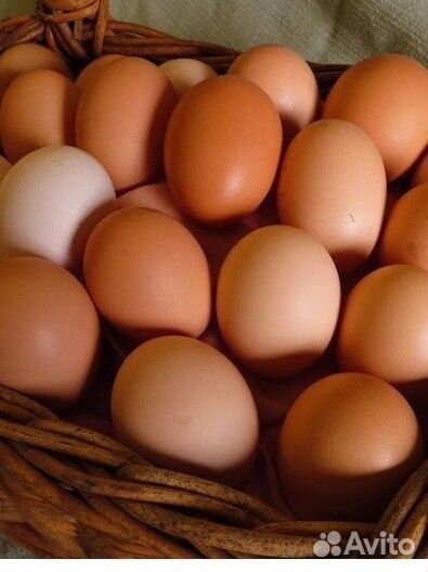 Домашние куриные яйца