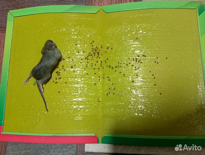 Клеевая ловушка от грызунов