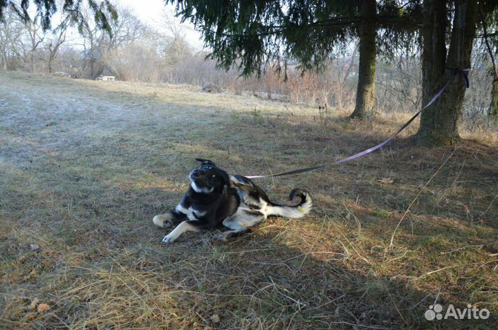 Собака в добрые руки