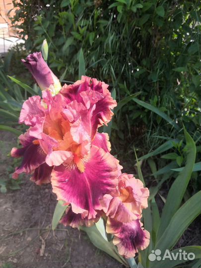 Ирисы бородатые