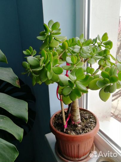 Продам комнатный цветок (Денежное дерево)