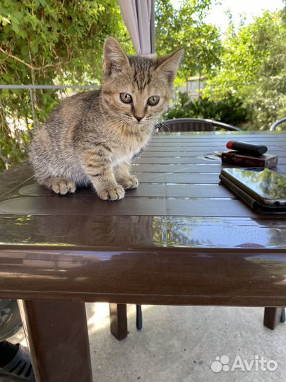 Отдаю котят в добрые руки