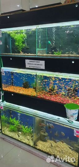 Аквариумные рыбки