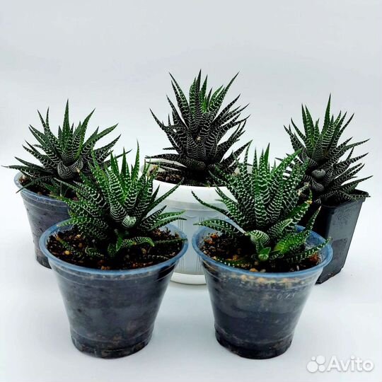 Комнатные растения цветы