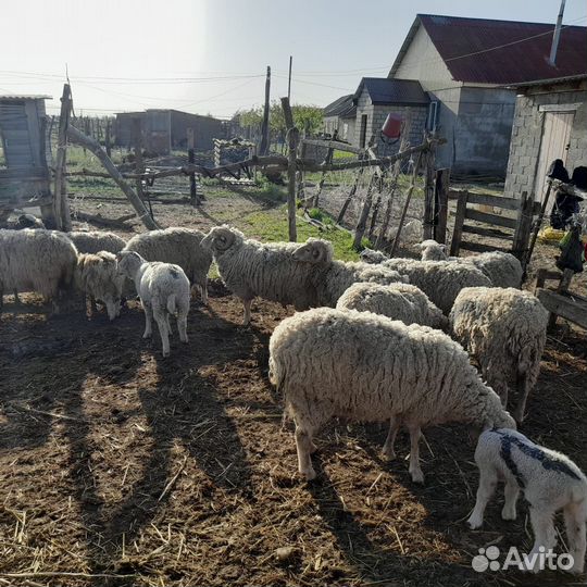 Овцы бараны