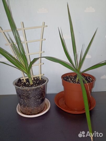 Пальма драцена