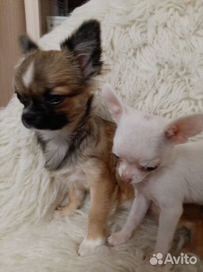 Щенки чихуахуа мини девочки